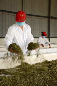 红茶制作工艺之萎凋