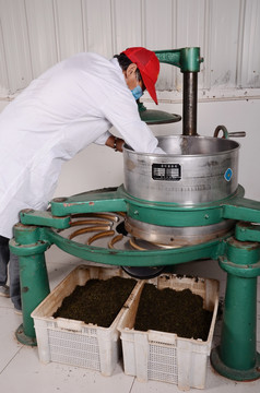 红茶制作工艺之揉捻