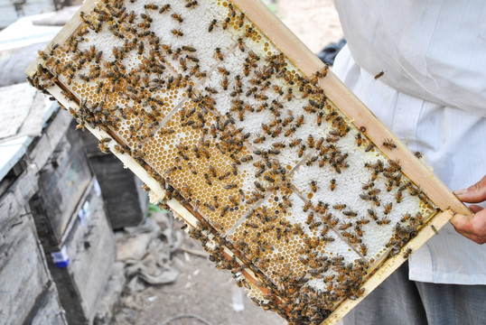 全是蜜蜂的板子