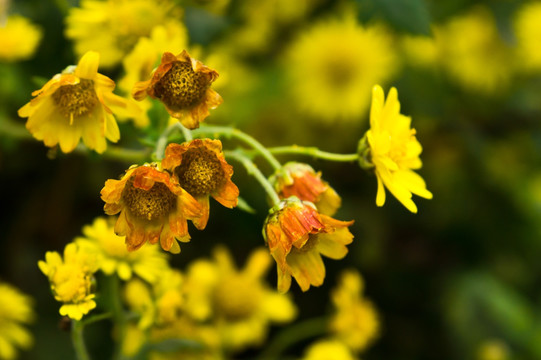 野菊花