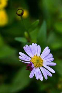 紫色的野菊花