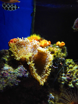 海洋生物