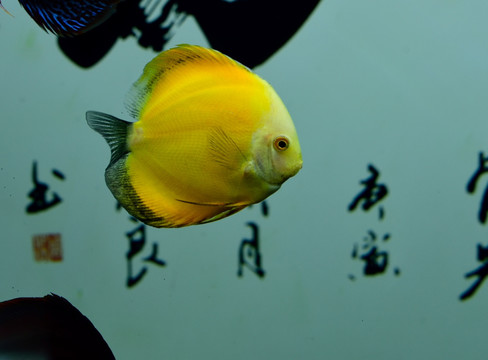 一条黄色的鱼