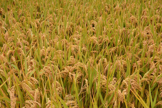 水稻穗稻田