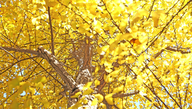 金黄银杏树叶