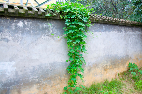 围墙上的植物