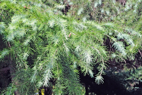 阳光树叶 树叶背景 柏树