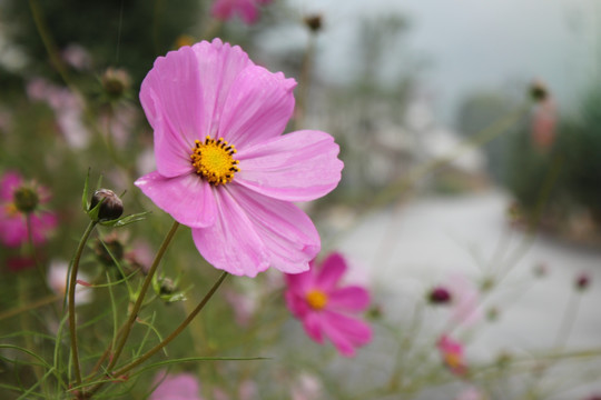 格桑花