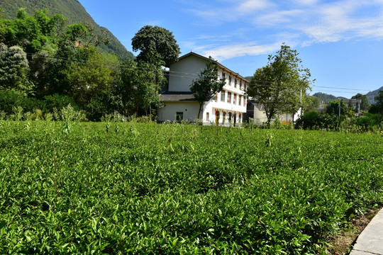 农村田园农家风景