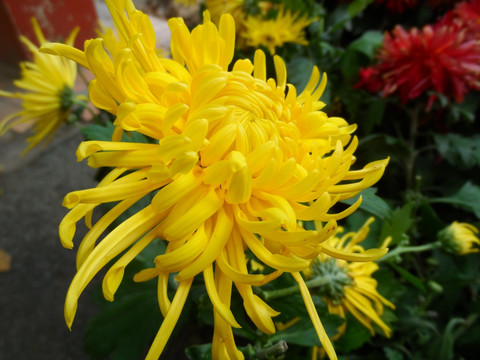 菊花