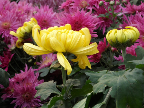 菊花