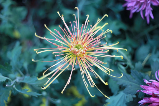 菊花