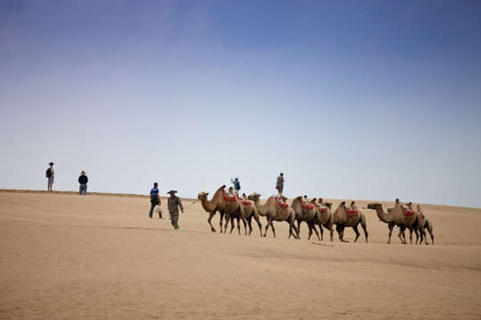沙漠 骆驼队 银川沙湖