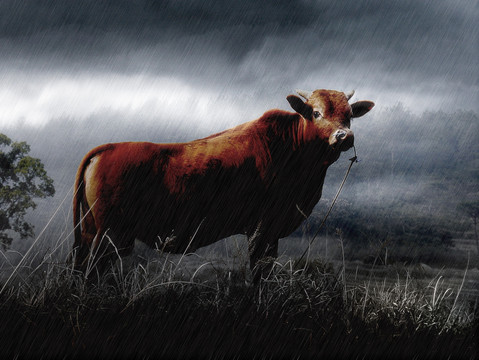 雨中的牛