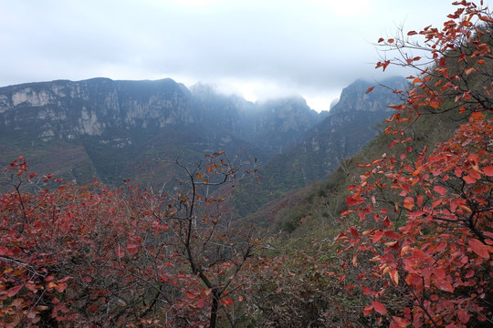 红叶 坡峰岭