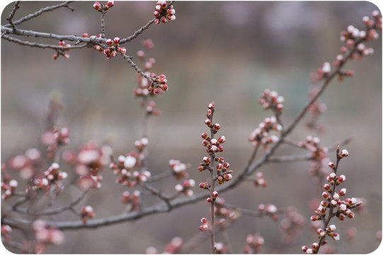 桃花