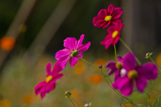 波斯菊