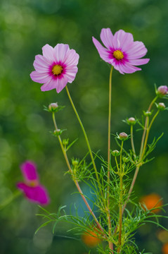 波斯菊