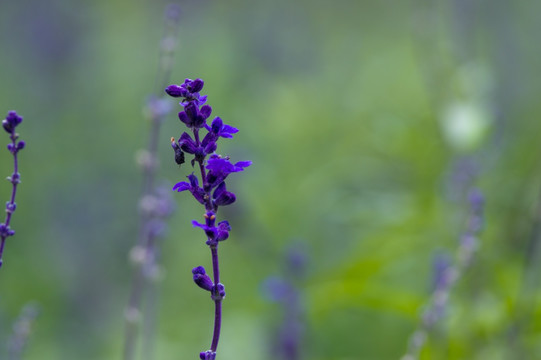 蓝花鼠尾草