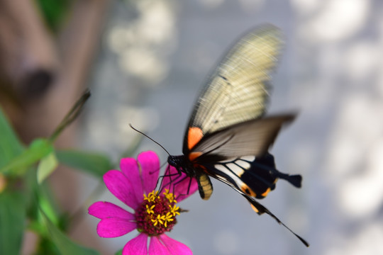 花恋蝶