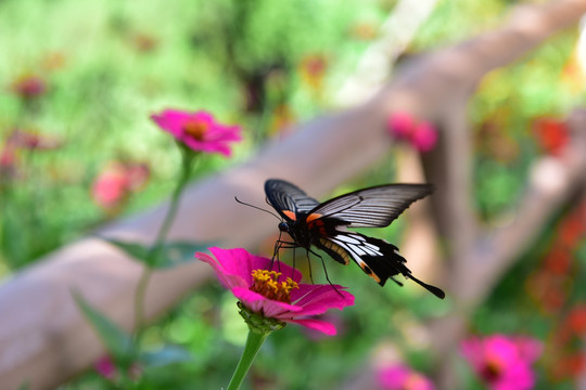 蝶恋花