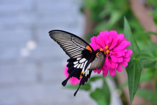 花蝴蝶