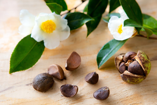 油茶果 油茶花