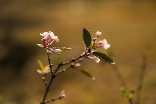 丁香花