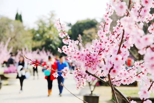 樱花怒放植物园