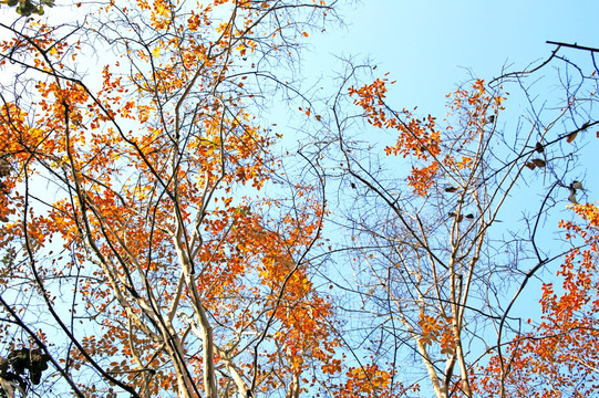 秋天树枝天空