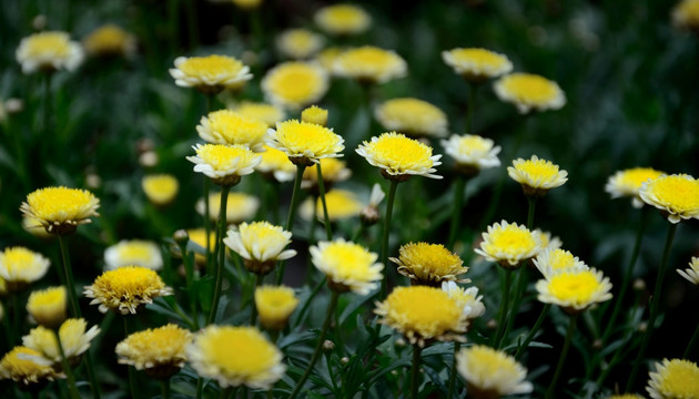 小菊花