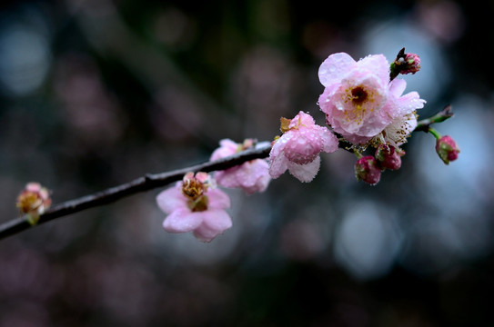 梅花