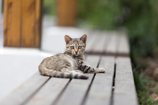 流浪猫