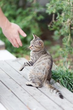 流浪猫