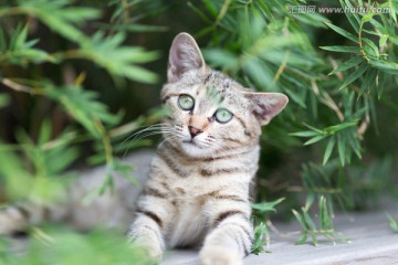 流浪猫 