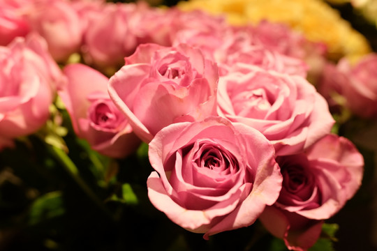 玫瑰花