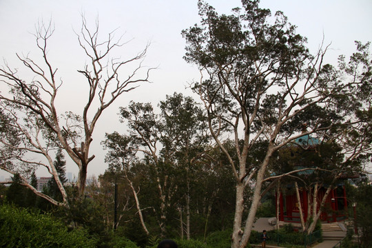北京 景山公园 老树