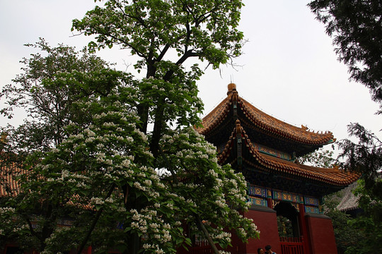 北京 雍和宫 寺庙