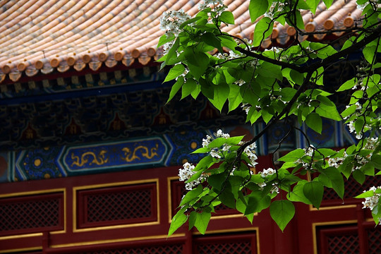 北京 雍和宫 寺庙
