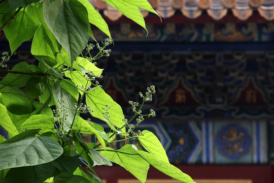 北京 雍和宫 寺庙 菩提树