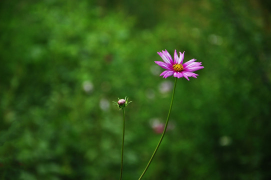 红色小花