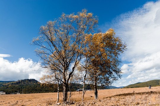 香格里拉云和青杨树