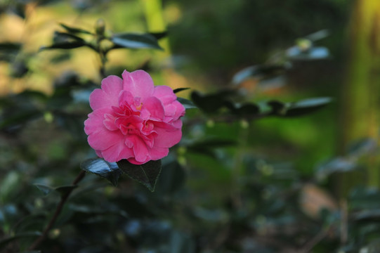 山茶花