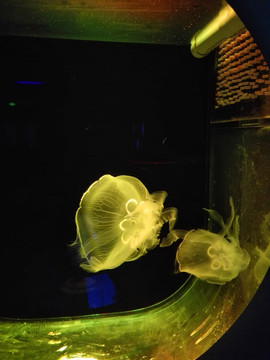 水母  海月水螅体