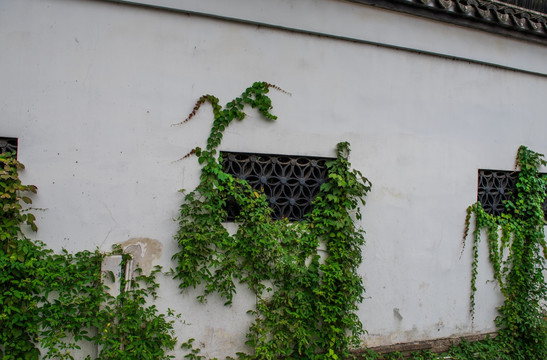 植物墙 老墙 花窗