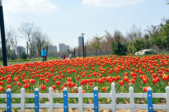红色金边郁金香花园