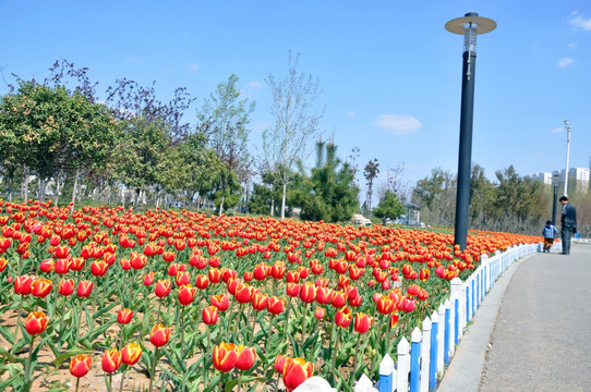 路边的郁金香花园