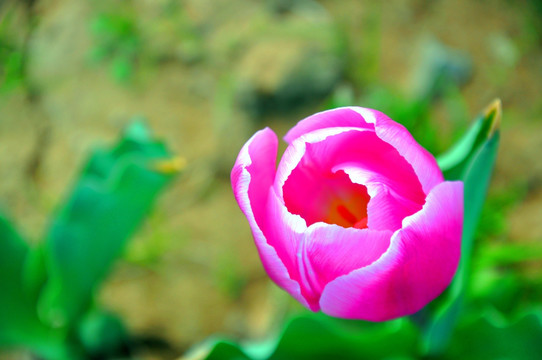 玫瑰色郁金香花