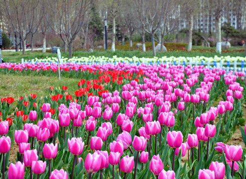 玫色郁金香花园