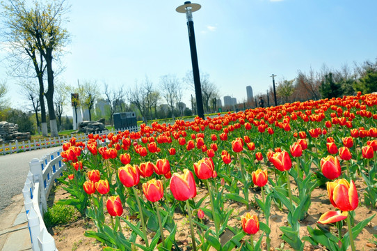 郁金香花园